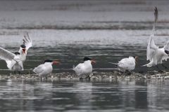 Wait Your Caspian Tern