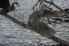 Black-Crowned Night Heron Stealing a Fish