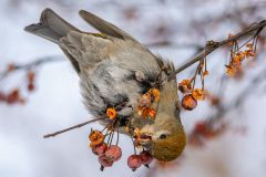 Juvenile Pine Grosbeak and Winter Crab-apples