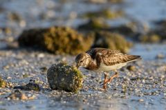 Ruddy Turnstone Turning a Piece of Coral