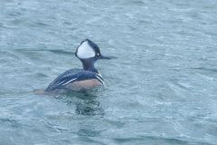 Hooded Merganser