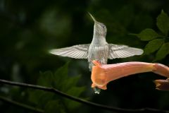 Hummingbird