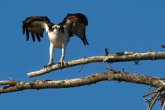 Osprey