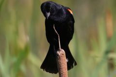 Red-Winged Blackbird