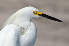 Egret