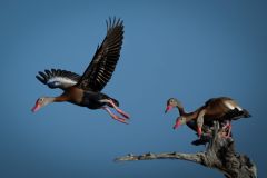 Follow Mom, Black-Bellied Whistling Ducks