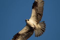 Osprey Flight with Nesting Material