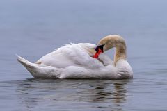 Preening Swan