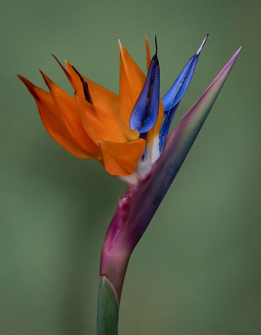 Bird of Paradise