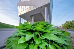 Durham College