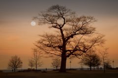 Mighty Oak