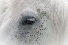Connemara White