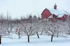 Winter Harvest
