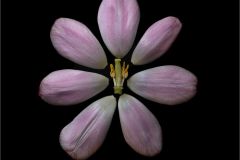 Deconstructed Tulip