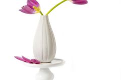 Tulips That Keep on Giving