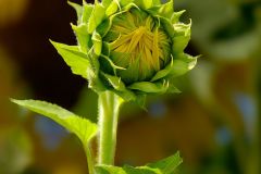 Sunflower Waking