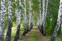 The Garden Path