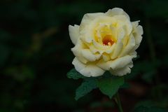 Bengal Rose
