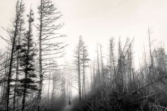 Along in the Fog