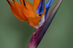 Bird of Paradise