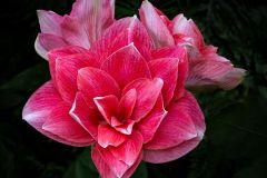 Hippeastrum