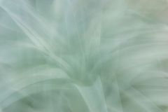 Aloe