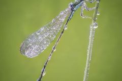 Bluet Damselfly Grounded by Morning Dew