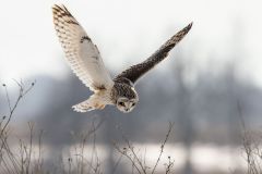 Short Eared Owl