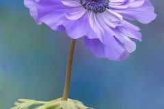 Lavender Anemone