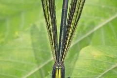 202425 Comp1 Nature