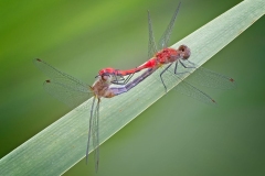Meadowhawk Dragonflies Mating
