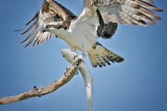 Osprey with Catch