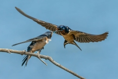 Barn Swallow Feeding Fledgling