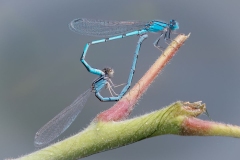 Common Blue Damselflies Mating