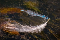 Common Blue Damselfly Resting