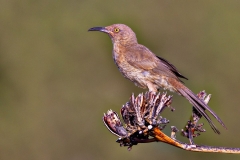 Curved Thrasher