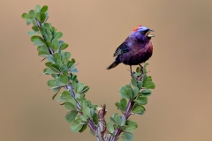 Varied Bunting