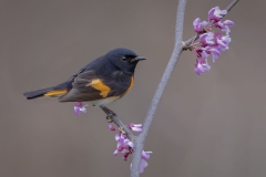 American Redstart