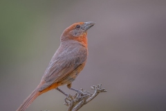 Hepatic Tanager