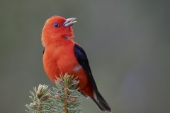 Scarlet Tanager