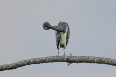 Tricolour Heron
