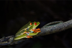 Mating Poison Dart Frogs