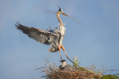 Great Blue Herons