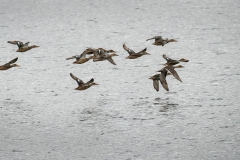 A Flock of Ducks Fleeing