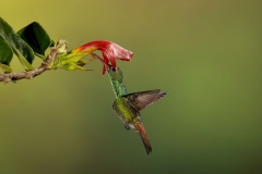 Green Breasted Hummingbird Feeding