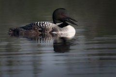 Loon Keeping Its Chick Close