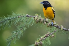 Baltimore Oriole