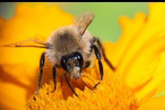 Bumble Bee