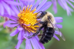 Bombus