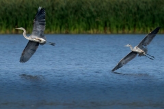 Heron Pair
